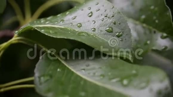 雨滴在雨后轻轻摇曳的树叶上视频的预览图