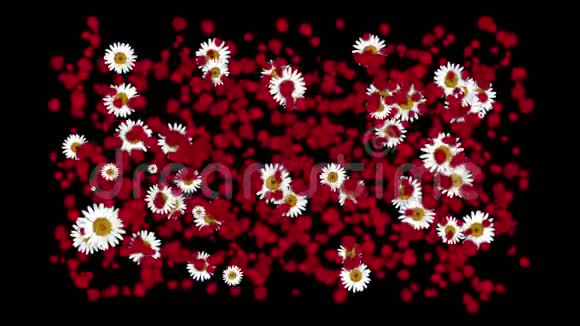 玫瑰花瓣雏菊形花圈婚礼情人节背景视频的预览图
