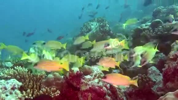 马尔代夫水下独特的异国风味亮黄色条纹鱼汤视频的预览图