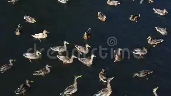 野鸭在河里抓面包视频的预览图