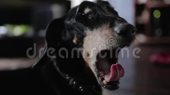 黑狗张开大嘴对着镜头打哈欠视频的预览图