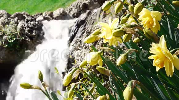 瀑布公园自然花卉视频的预览图