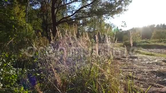 早晨在一片露水的草地上视频的预览图