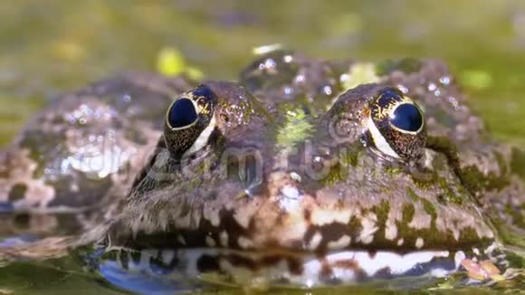 河里的绿蛙特写镜头水生植物蟾蜍的宏观肖像面视频的预览图
