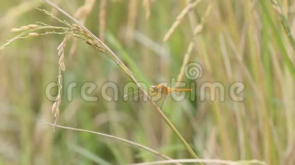 泰国稻田农场的蜻蜓视频的预览图
