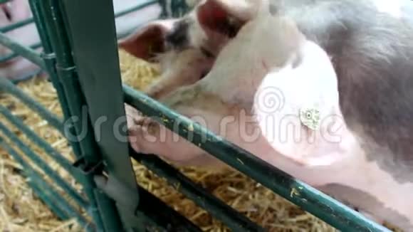 农场里的猪谷仓视频的预览图