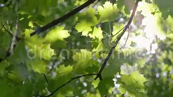 有阳光的绿色森林视频的预览图
