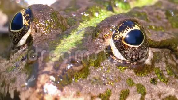 河里的绿蛙特写镜头水生植物蟾蜍的宏观肖像面视频的预览图