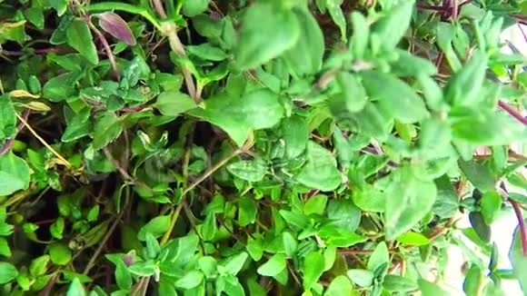 百里香药用植物和香料视频的预览图