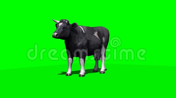 奶牛躺下来休息2绿色屏幕视频的预览图