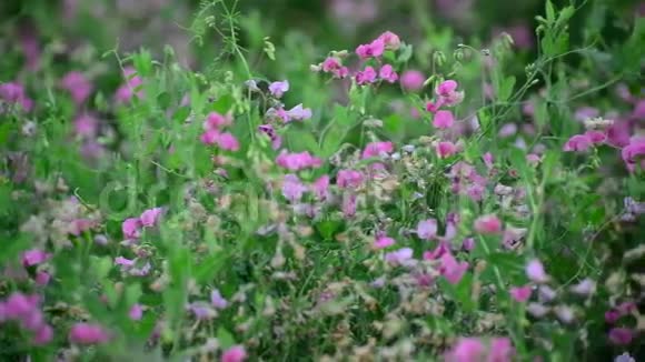 俄罗斯夏末草原上枯萎的花朵视频的预览图