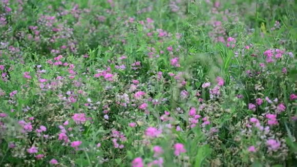 俄罗斯夏末草原上枯萎的花朵视频的预览图