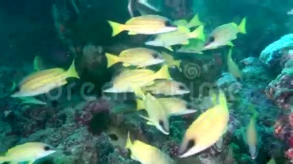 马尔代夫水下独特的异国情调的亮黄色条纹鱼视频的预览图
