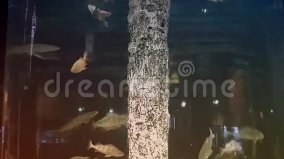 在一个大型水族馆游泳的外来咸水鱼视频的预览图