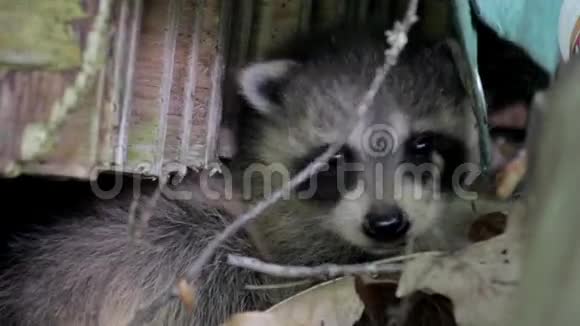 隐藏在树叶中的小浣熊特写镜头视频的预览图