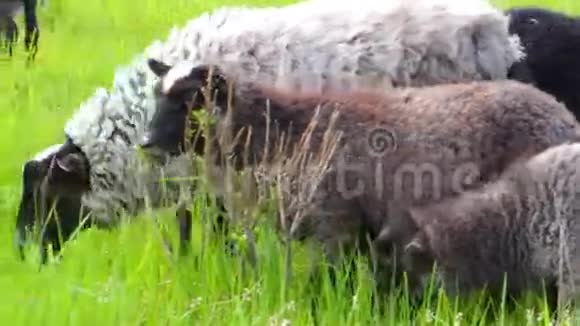 绵羊在草地上放牧视频的预览图