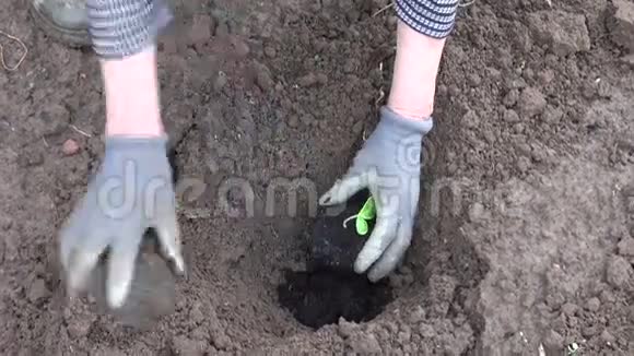 在园林土壤中种植黄瓜苗视频的预览图