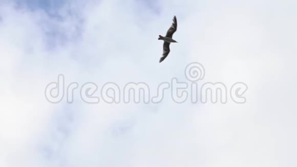 动作缓慢地中海上常见的海鸥海鸥飞过海洋视频的预览图