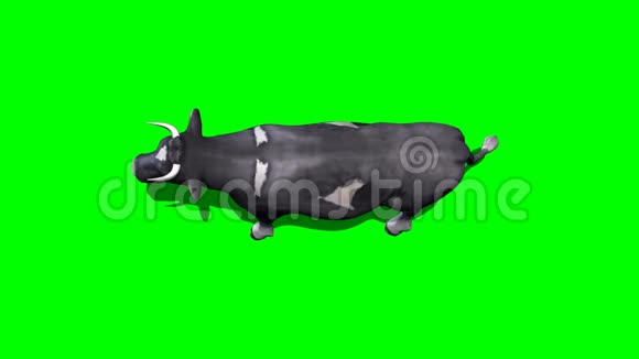 奶牛躺下来休息4绿色屏幕视频的预览图
