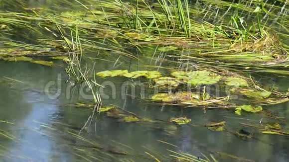 夏季淡水中的藻类视频的预览图