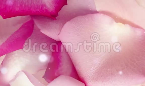 玫瑰花瓣粉红色浪漫的美丽视频的预览图