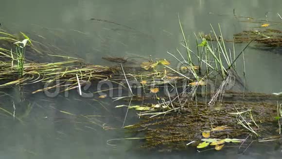 夏季淡水中的藻类视频的预览图