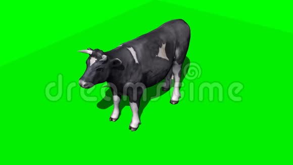奶牛躺下来休息3绿色屏幕视频的预览图