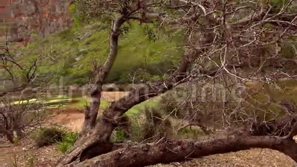 马洛卡山脉峡谷中的野生自然视频的预览图