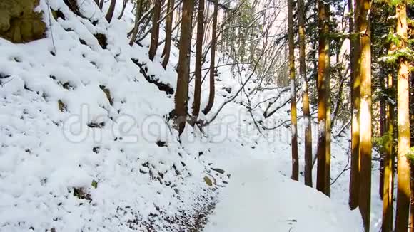 日本的冬季森林视频的预览图