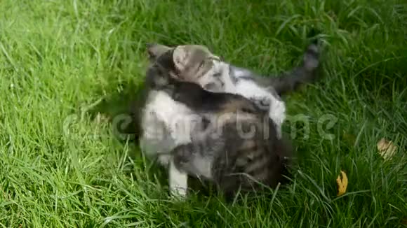 两只猫在花园草地上玩耍视频的预览图