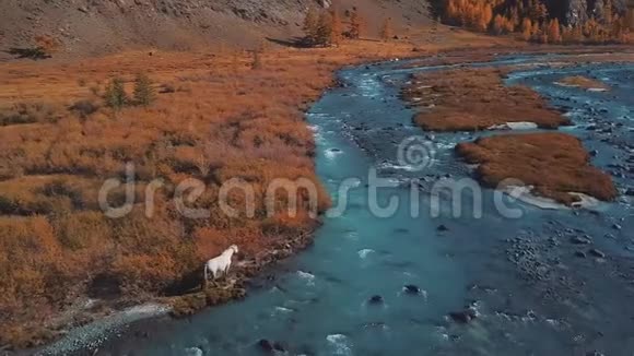 空中飞行飞越高山秋河水为绿松石落叶松为黄色乘坐美丽的航班视频的预览图