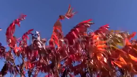 红红的秋叶和蓝天视频的预览图