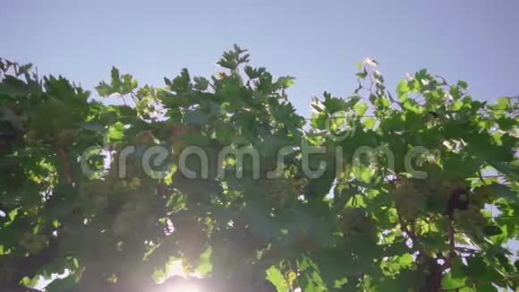 一串葡萄葡萄藤上的白葡萄酿造白葡萄酒的葡萄酒上的熟葡萄视频的预览图