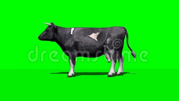 奶牛躺下来休息1绿色屏幕视频的预览图
