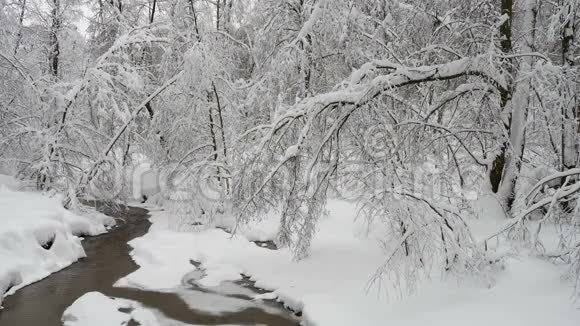 美丽的冬季景观有雪覆盖的树木和冰冻的森林河视频的预览图