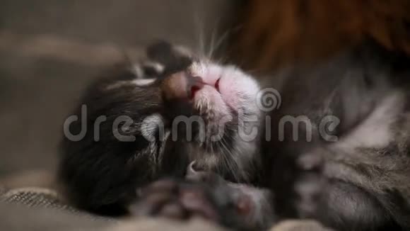 刚出生的小猫缅因州考恩在睡觉和发抖视频的预览图