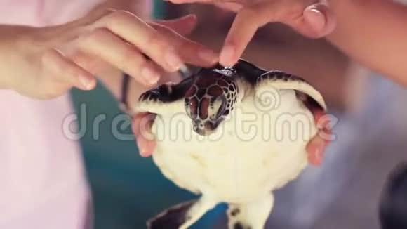 人们摸海龟的头视频的预览图