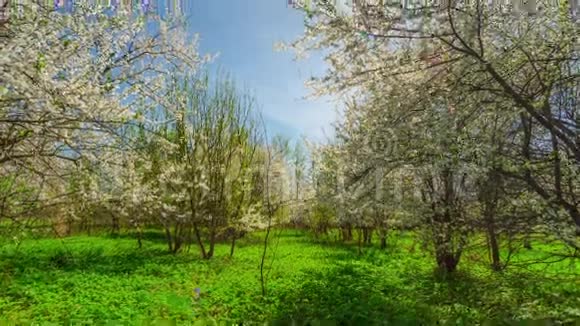 春天的花园樱花和太阳视频的预览图