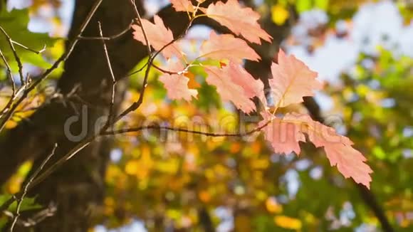 叶子明亮的小红橡木秋时泛视频的预览图