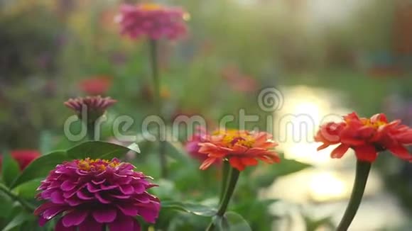 美丽的五颜六色的花在夏季花园的慢动作与阳光和紧张的耀斑效果1920x1080视频的预览图