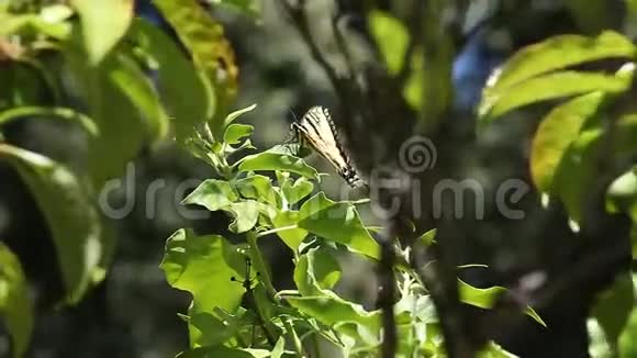 燕尾蝶从叶子上掉下来视频的预览图