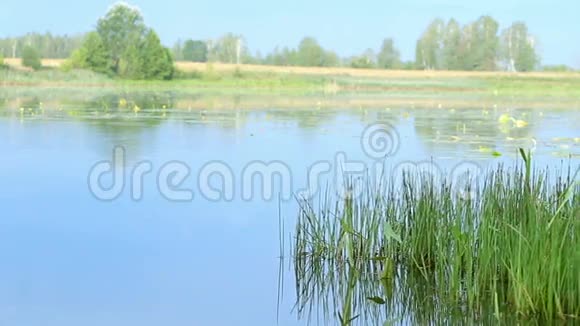 明亮的景观夏日清晨水面上有蓝色的水和绿色的植被视频的预览图