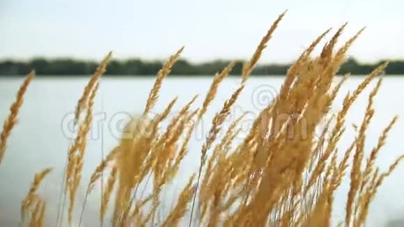 日落时池塘背景下干枯的金草视频的预览图
