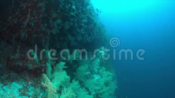 珊瑚礁边缘的软珊瑚4k视频的预览图