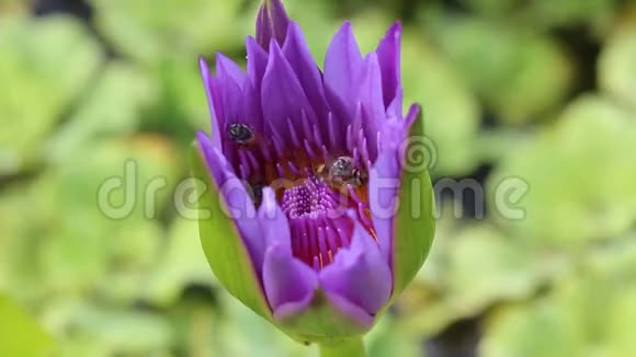 莲花紫色与飞蜂花粉视频的预览图