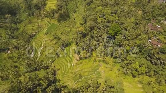 位于印度尼西亚巴厘岛乌布的梯田稻田视频的预览图