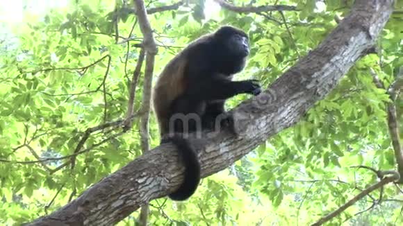 黑头蜘蛛猴吃香蕉栖息在树上视频的预览图