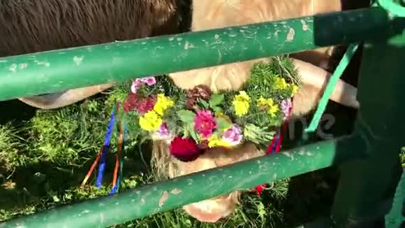 斯瓦比亚Alb山地牧场上的牛的仪式降落视频的预览图