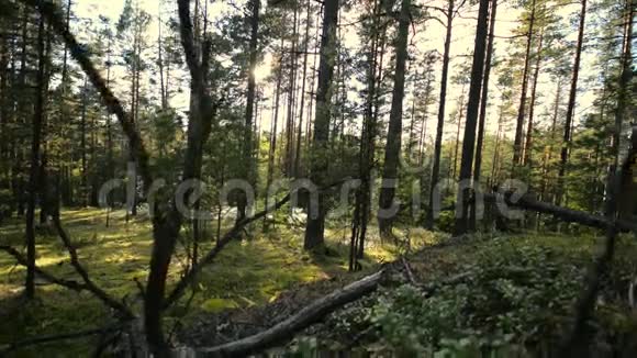 从右到左滑块小车沿着绿色森林地板移动视频的预览图