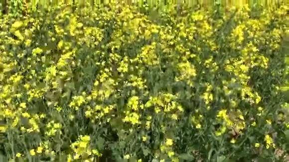 古老的草捆堆在美丽的油菜田上视频的预览图